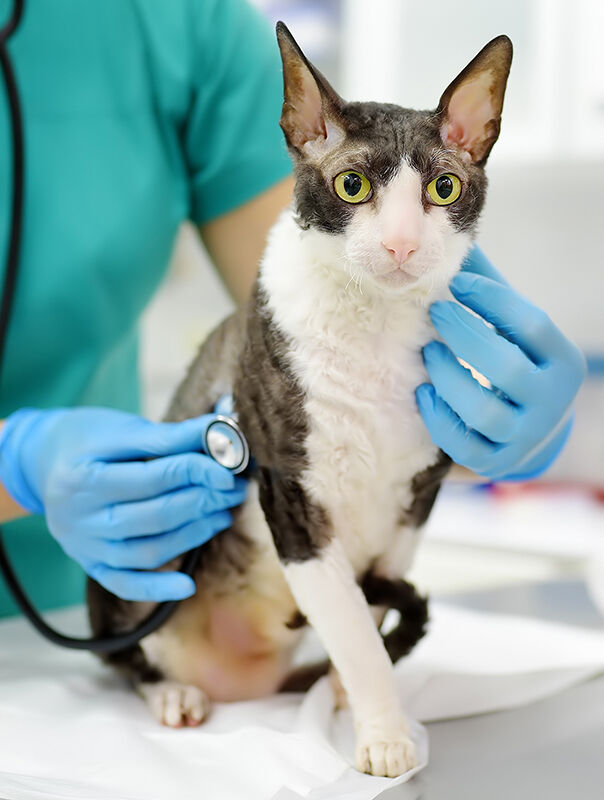cat with vet holding stethoscope